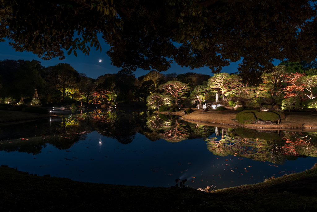 都内屈指　六義園のライトアップ２