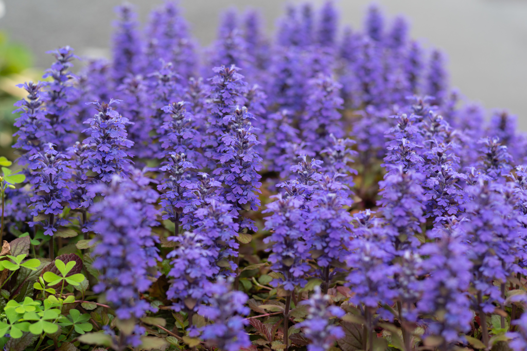 アジュガの森　