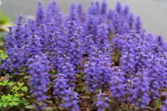 アジュガの森　
