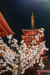 浅草寺の五重の塔ライトアップ１