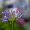 アガパンサスは梅雨の花火