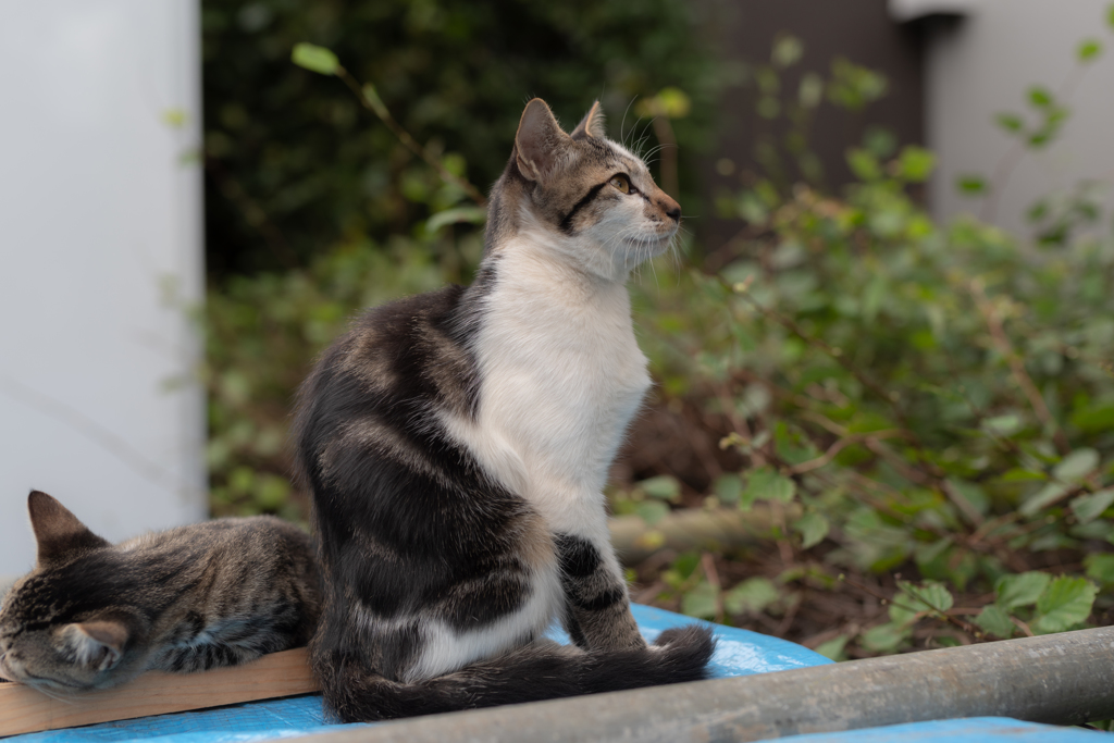 今日から友だち３