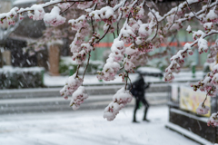 満開と吹雪１