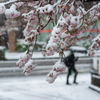 満開と吹雪１