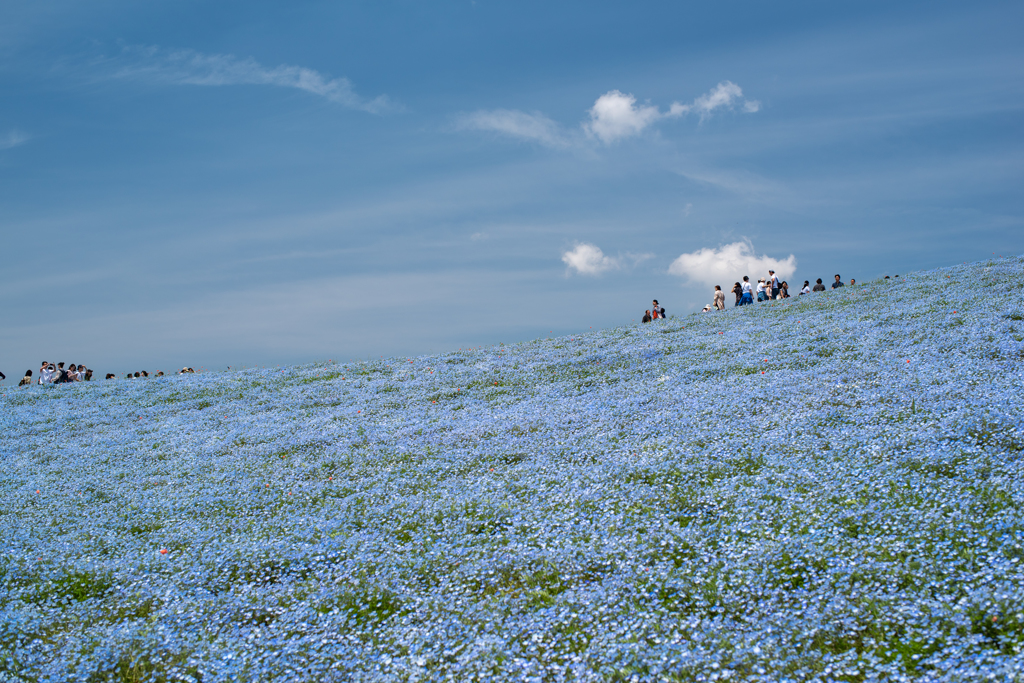 ひたちなか海浜公園、ネモフィラの丘