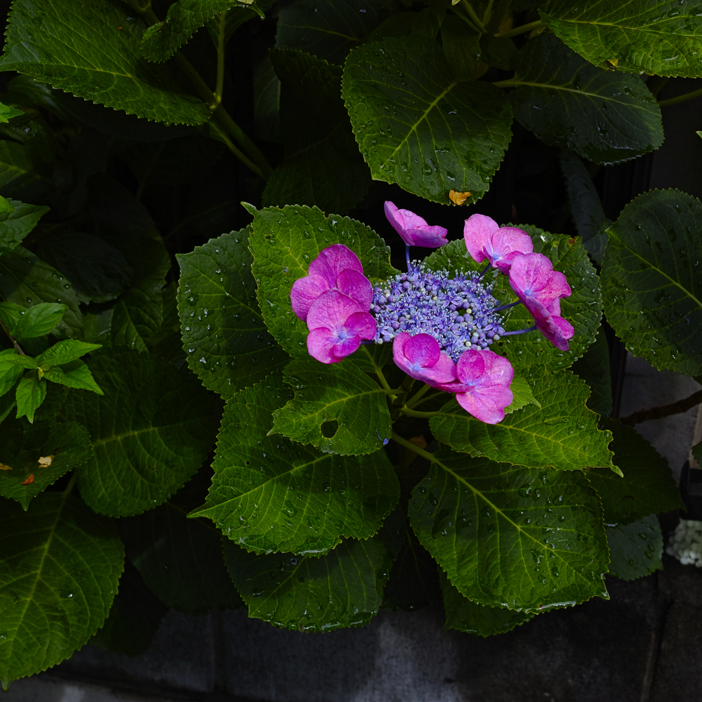 雨あがり　ぽつんと