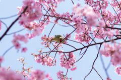 野良インコの食欲