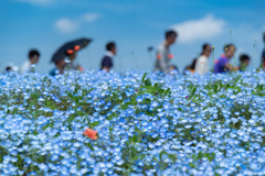 ひたちなか海浜公園、ネモフィラの丘は人、ひと、ヒト