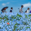 ひたちなか海浜公園、ネモフィラの丘は人、ひと、ヒト