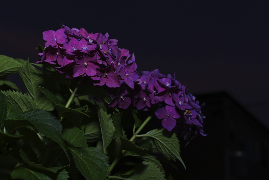 夜紫陽花