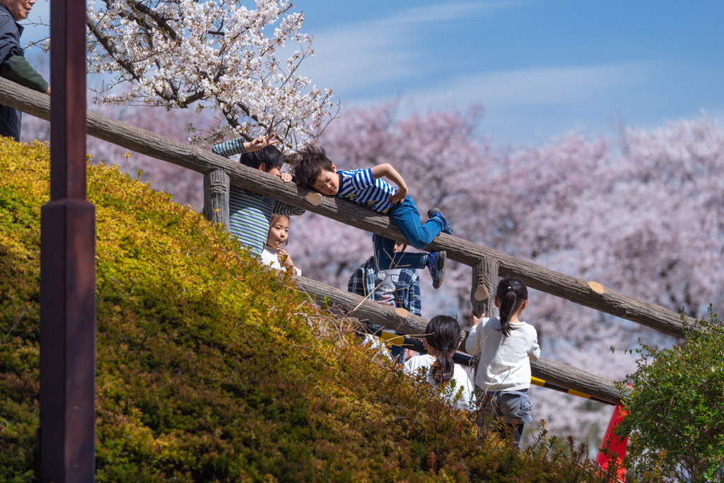 平成最後の桜と令和の担い手たち