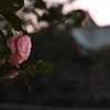 落陽の乙女椿