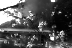 目黒不動尊の寒桜