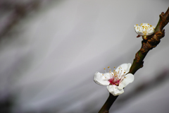 曇り空に梅の花