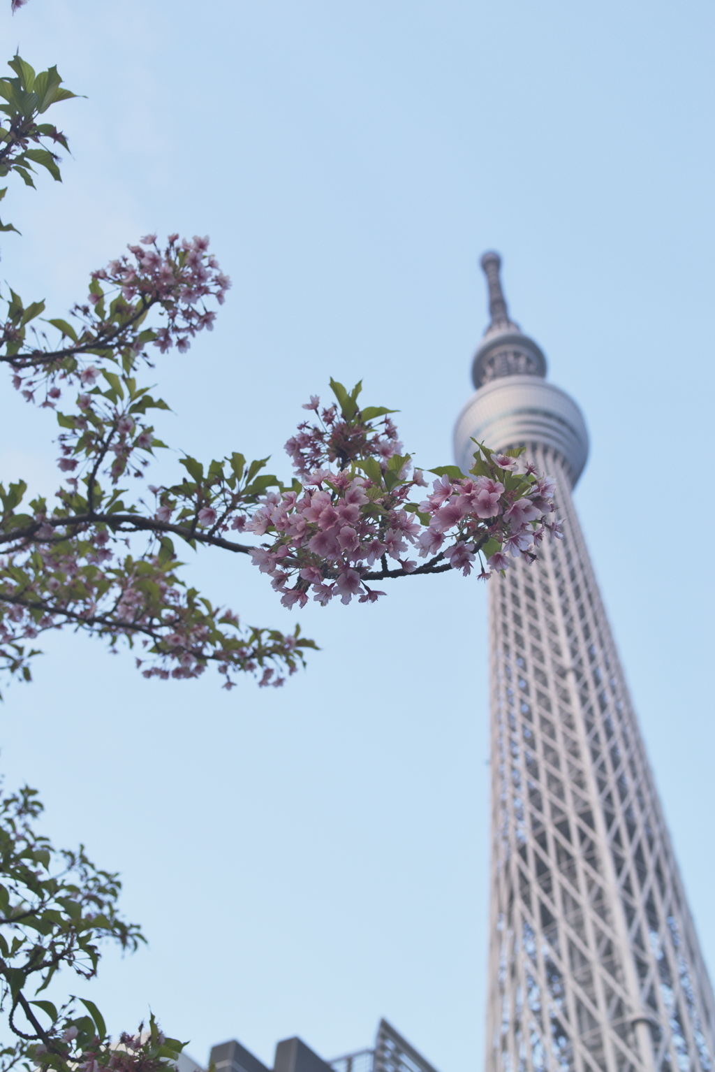 最後の河津桜２