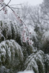 満開と吹雪３