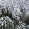 満開と吹雪３