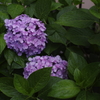 紫陽花