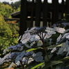 紫陽花