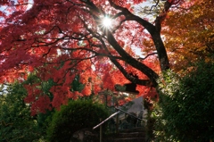 日本庭園