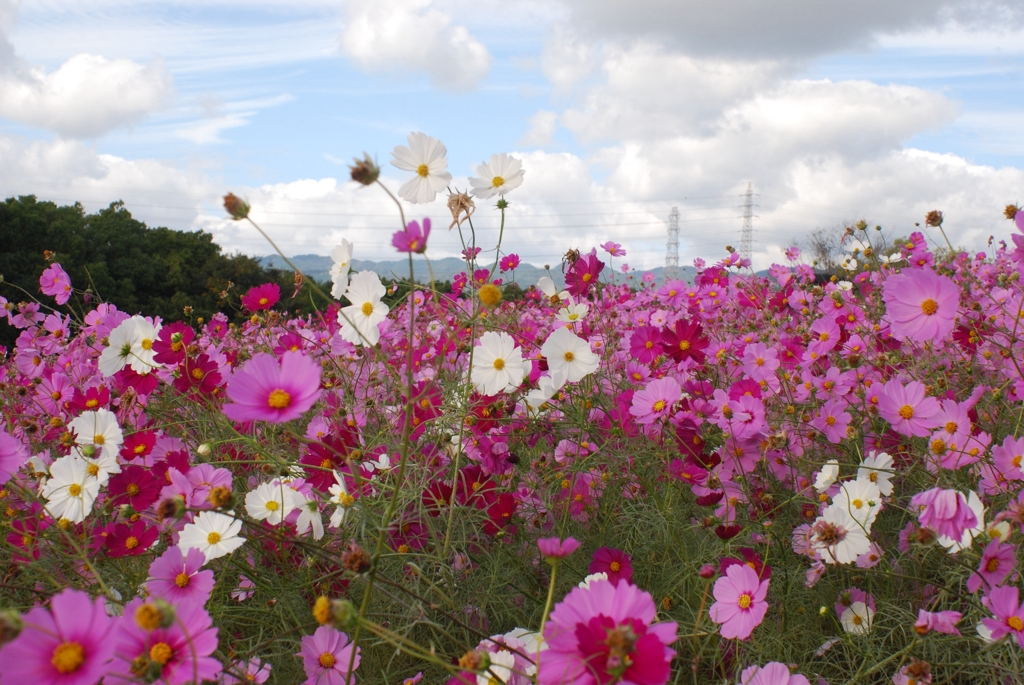 花の丘