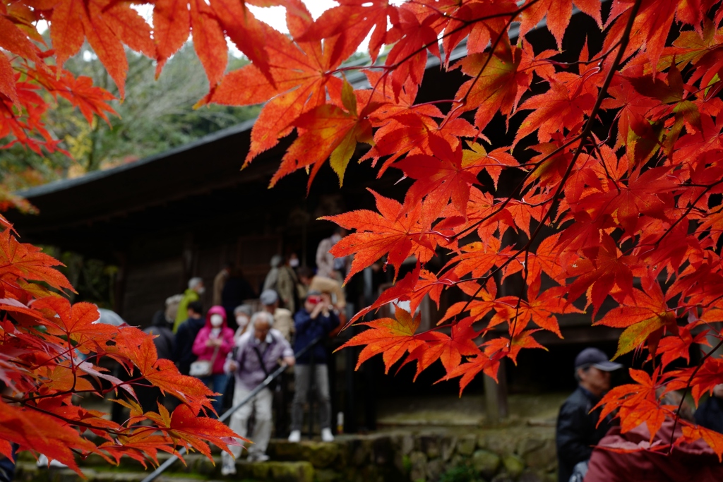 紅葉狩り