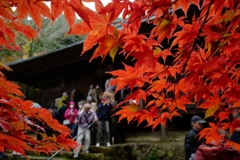 紅葉狩り