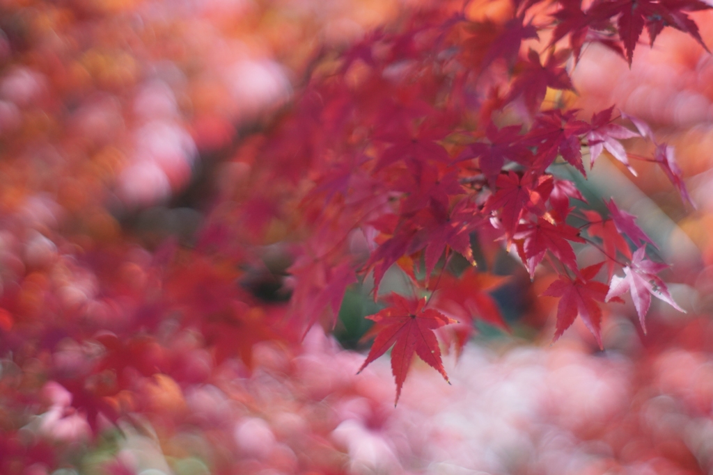 紅葉ミルク