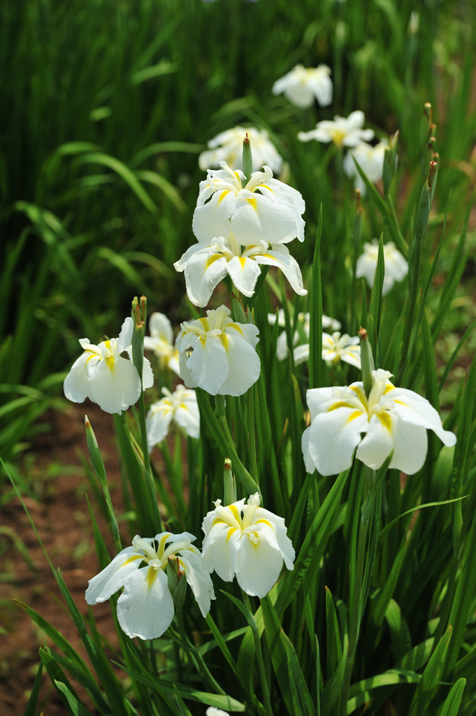 山王あやめ公園