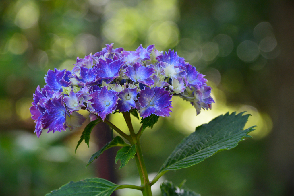 紫陽花