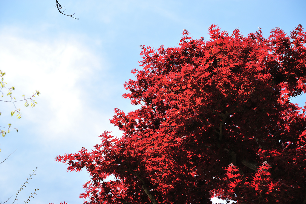 春紅葉