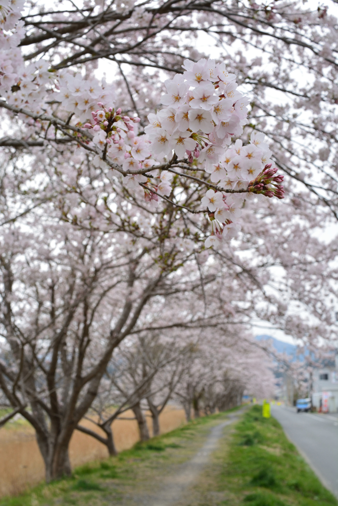 神山川