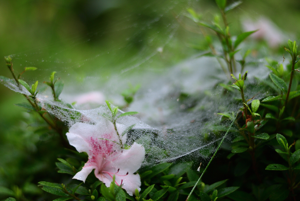 朝露のベール