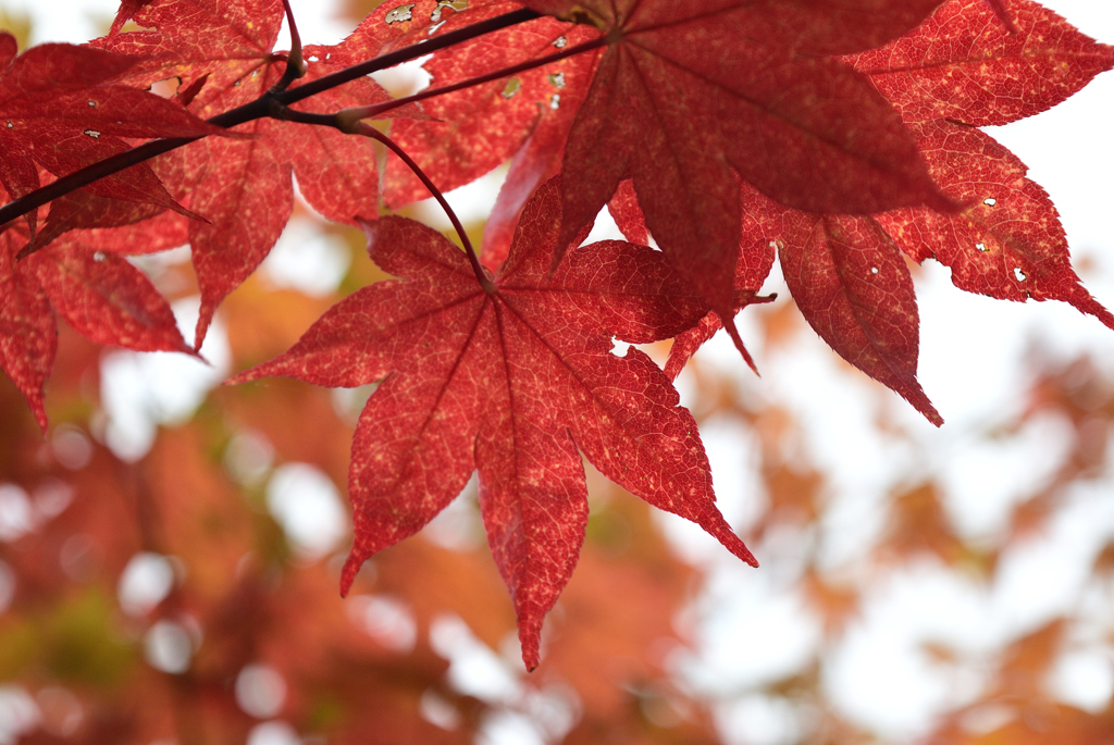 紅葉、、ですか？