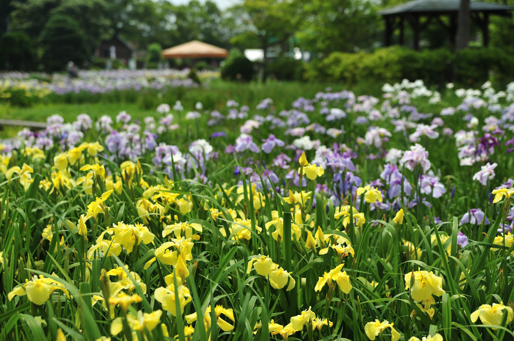 山王あやめ公園