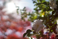山茶花