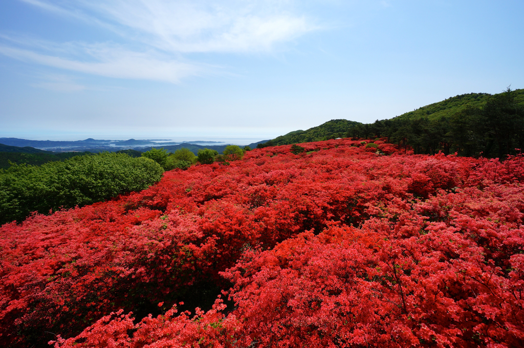 山一面燃える紅