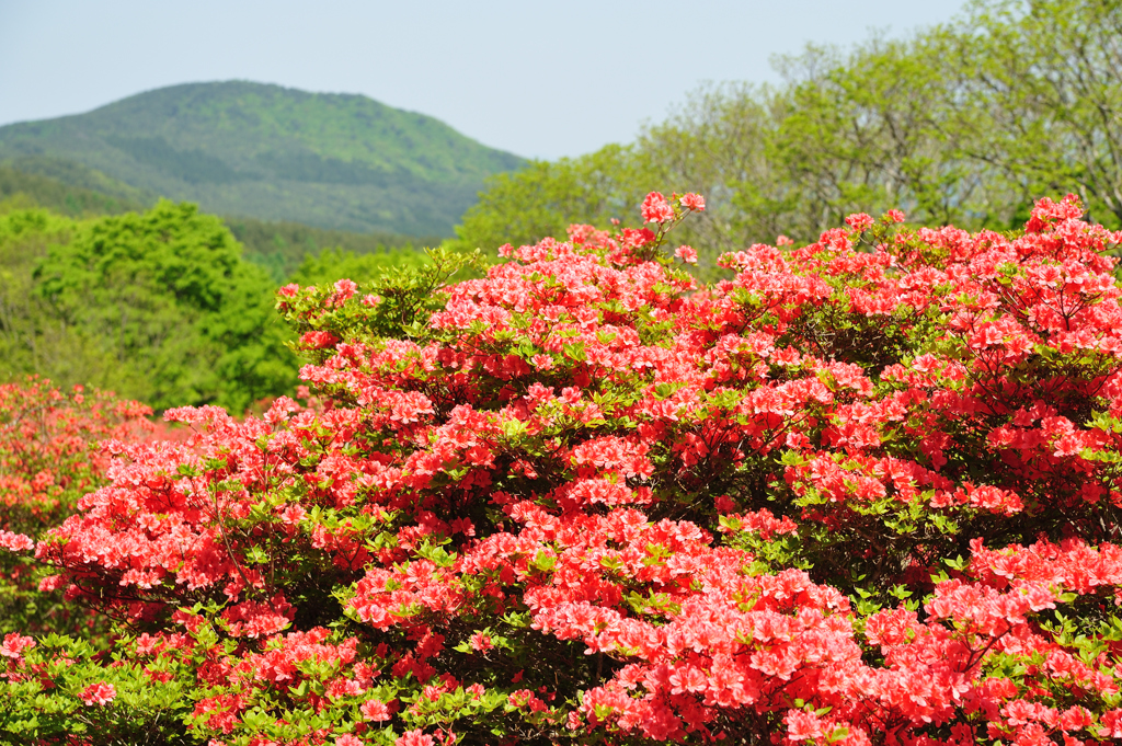 徳仙丈山つつじ