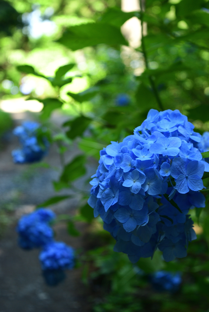 紫陽花の山道