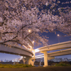 江北JCTと夜桜