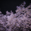 枝垂桜抄