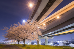 首都高速と夜桜