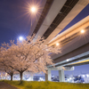 首都高速と夜桜