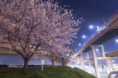 首都高と夜桜