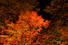 夜紅葉