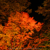 夜紅葉