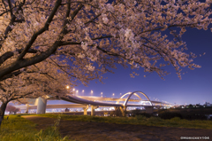五色桜大橋と夜桜
