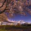 五色桜大橋と夜桜