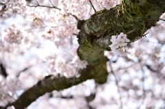 桜 呉羽山