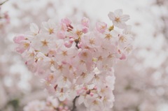 桜in浅草
